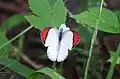 Crimson-tip (Colotis danae) in Hingolgadh Nature Education Sanctuary, Rajkot