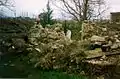 Church of St. George demolished (1993)