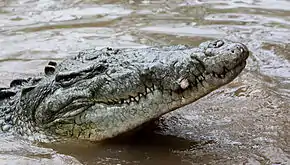 Crocodile