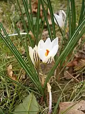 Crocus biflorus