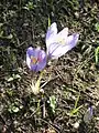 Crocus cancellatus