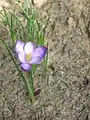 Crocus goulimyi