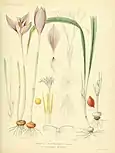 Hand painted lithograph of Crocus iridiflorus from 1886