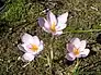 Crocus