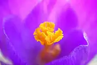 Stigma of a Crocus flower.