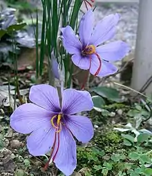 A single shell-shaped flower is in sharp centre focus amidst a blurred daytime and overcast garden backdrop of soil, leaves, and leaf litter. Four narrow spine-like green leaves flank the stem of the blossom before curving outward. From the base of the flower emerge two crooked and brilliant crimson rod-like projections pointing down sideways. They are very thin and half the length of the blossom.