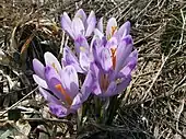 Flowers of Crocus vernus