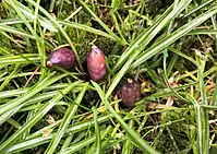 Crocus seedpods