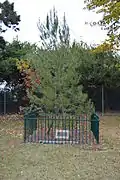 Crookwell, NSW - Pinus halepensis