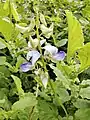 Crotalaria verrucosa plant