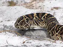 The highly venomous eastern diamondback rattlesnake is the largest rattlesnake species in the world. A large, heavy-bodied, and powerful pit viper, it is the leading cause of fatal snakebites in North America.