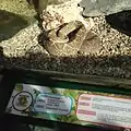 A Crotalus durissus at the snake exhibit