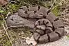 Banded rock rattlesnake (Crotalus lepidus klauberi) Catron County, New Mexico