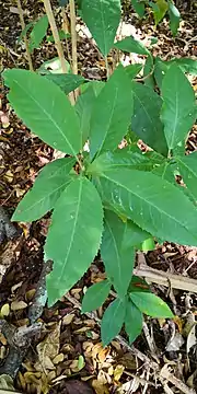 Leaves, Yunnan, SW China