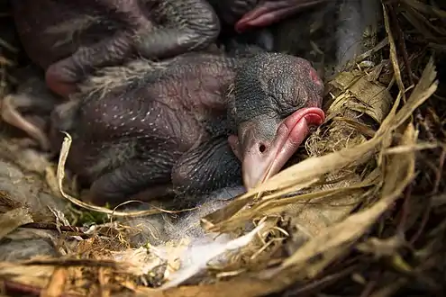 Ten-day-old chicks