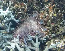 Crown-of-thorns starfish