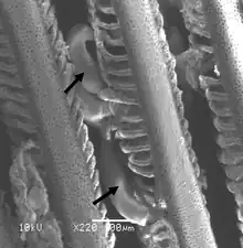 Image 50Monogenean parasites of the genus Pseudorhabdosynochus (arrows) on the gill filament of a grouper. (from Coral reef fish)