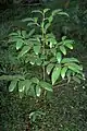 Juvenile jackwood growing at Chatswood West