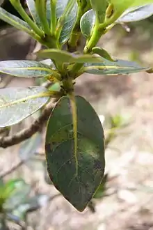 Cryptocarya gregsonii leaves