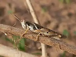 Male Cryptocatantops haemorrhoidalis: Senegal