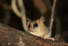 Brown opossum