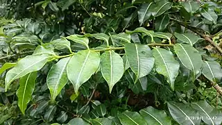 Cryptostegia leaves