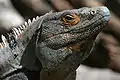 Black Iguana (Ctenosaura similis)