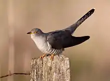 A bird with a grey back, pale underparts and long tail perched on a post