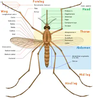 Diagram of adult mosquito body with parts labeled