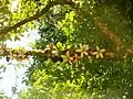 Dehisced fruits of Cullenia exarillata still on the tree