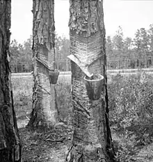 Herty system in use on turpentine trees in northern Florida, circa 1936