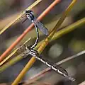 Mating pair from behind