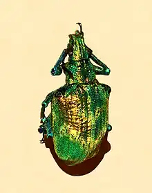 Iridescent scales of Lamprocyphus augustus weevil contain diamond-based crystal lattices oriented in all directions to give almost uniform green.