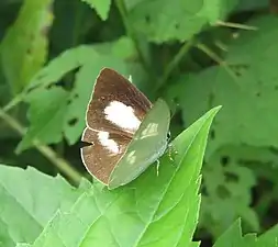 Dorsal view (female)