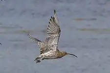 In flight, Argyll, Scotland