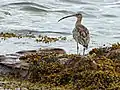 Curlew at Lunderston Bay