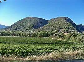 A vineyard at Curnier