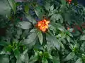 Hostplant: Crossandra infundibuliformis