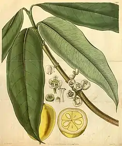 illustration of plant species