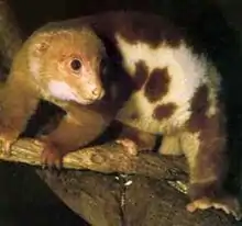 Brown and white cuscus