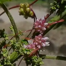 Inflorescence of the greater dodder