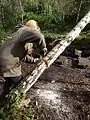 Cutting a fallen birch after heavy rain