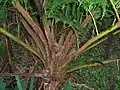 Detail of trunk and insertion of fronds