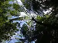 Cyathea medullaris in  Ogasawara National Park