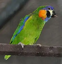 A green parrot with blue-edged wings and orange cheeks