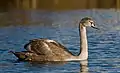 Juvenile mute swan