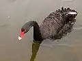 Cygnus atratus in the Eco-Lake