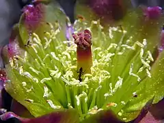 A close-up of the flower of var. californica.