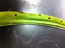 Orchid leaf infected with CymMV