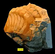 Paracenoceras, a nautiloid from the Matmor Formation